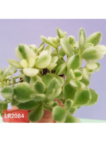 Котиледон(Cotyledon ladismithiensis variegated)